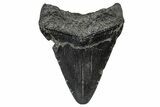 Fossil Megalodon Tooth - South Carolina #297509-1